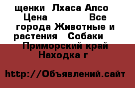 щенки  Лхаса Апсо › Цена ­ 20 000 - Все города Животные и растения » Собаки   . Приморский край,Находка г.